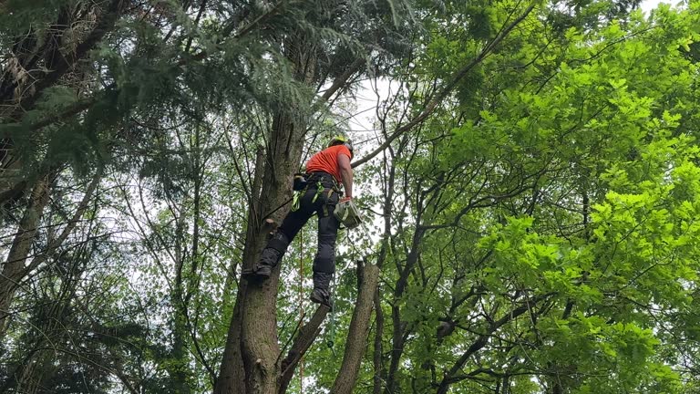 How Our Tree Care Process Works  in  Grandview Heights, OH